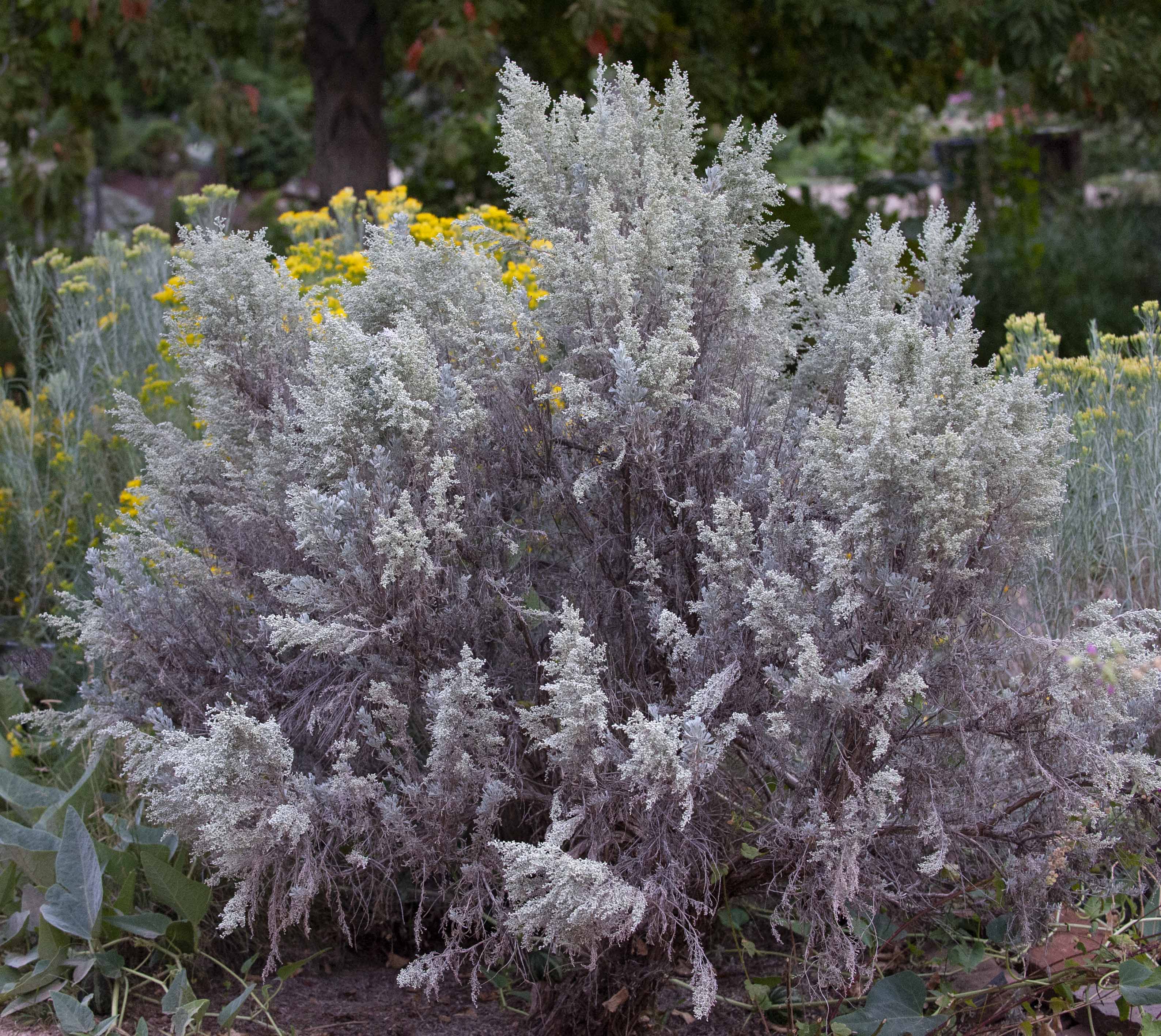 Western Sagebrush